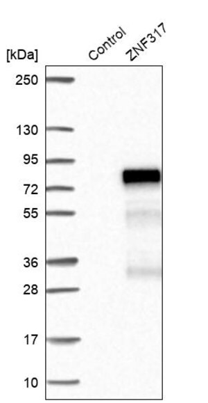 Merck Anti-ZNF317 antibody produced in rabbit