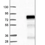 Merck Anti-ZNF317 antibody produced in rabbit
