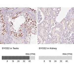 Merck Anti-SYCE2 antibody produced in rabbit