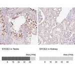 Merck Anti-SYCE2 antibody produced in rabbit