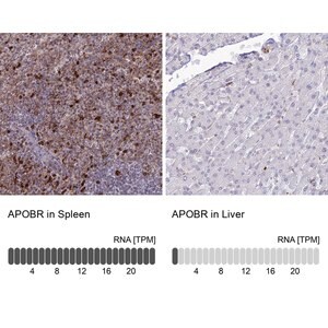 Merck Anti-APOBR antibody produced in rabbit