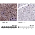 Merck Anti-APOBR antibody produced in rabbit