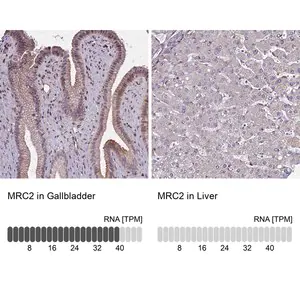 Merck Anti-MRC2 antibody produced in rabbit