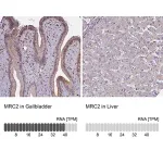 Merck Anti-MRC2 antibody produced in rabbit
