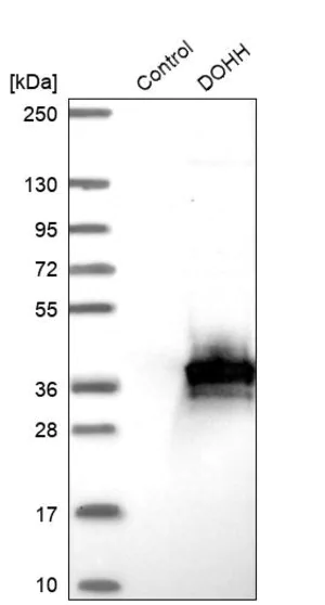 Merck Anti-DOHH antibody produced in rabbit
