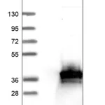 Merck Anti-DOHH antibody produced in rabbit