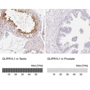 Merck Anti-GLIPR1L1 antibody produced in rabbit