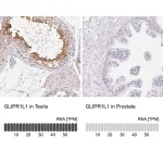 Merck Anti-GLIPR1L1 antibody produced in rabbit