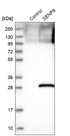 Merck Anti-SENP8 antibody produced in rabbit