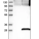 Merck Anti-SENP8 antibody produced in rabbit