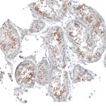 Merck Anti-KNSTRN antibody produced in rabbit