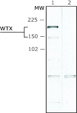 Merck Anti-WTX (N-terminal) antibody produced in rabbit