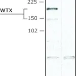 Merck Anti-WTX (N-terminal) antibody produced in rabbit