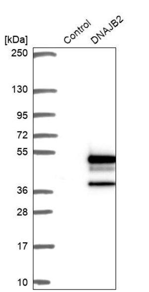 Merck Anti-DNAJB2 antibody produced in rabbit