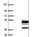 Merck Anti-DNAJB2 antibody produced in rabbit