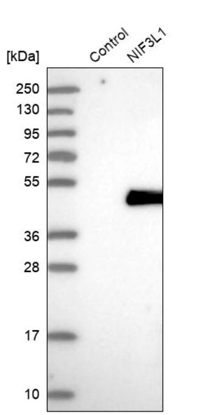Merck Anti-NIF3L1 antibody produced in rabbit