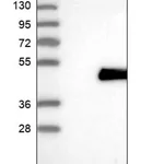Merck Anti-NIF3L1 antibody produced in rabbit