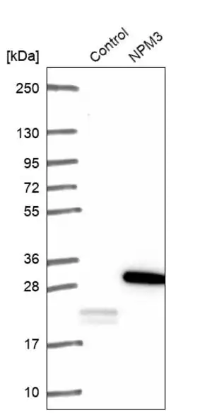 Merck Anti-NPM3 antibody produced in rabbit