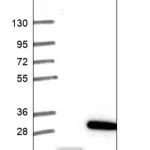 Merck Anti-NPM3 antibody produced in rabbit