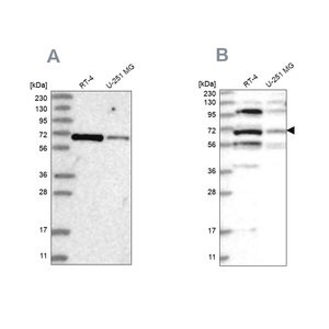 Merck Anti-HOMEZ antibody produced in rabbit