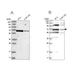 Merck Anti-HOMEZ antibody produced in rabbit