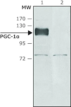 Merck Anti-PGC-1α(N-terminal) antibody produced in rabbit