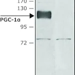 Merck Anti-PGC-1α(N-terminal) antibody produced in rabbit