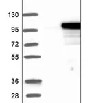 Merck Anti-EXOC6 antibody produced in rabbit