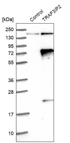 Merck Anti-TRAF3IP2 antibody produced in rabbit