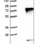 Merck Anti-TRAF3IP2 antibody produced in rabbit