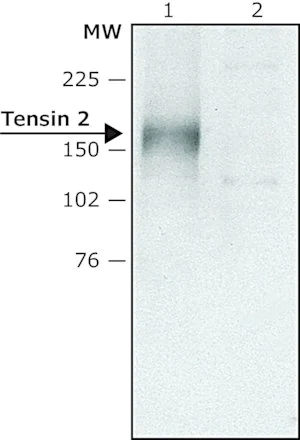Merck Anti-Tensin 2 (N-terminal) antibody produced in rabbit