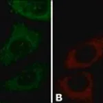 Merck Anti-Cyclophilin B antibody produced in rabbit