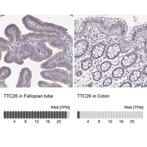 Merck Anti-TTC26 antibody produced in rabbit
