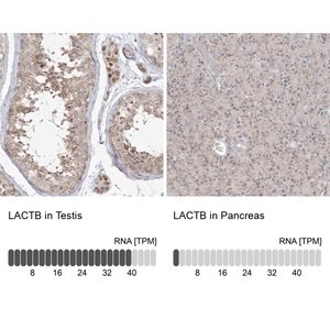 Merck Anti-LACTB antibody produced in rabbit