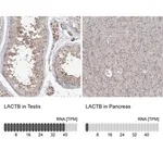 Merck Anti-LACTB antibody produced in rabbit