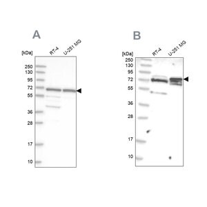 Merck Anti-GNL3L antibody produced in rabbit