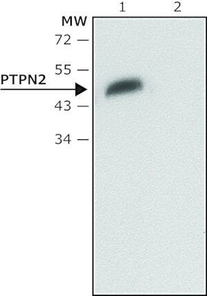 Merck Anti-PTPN2 antibody produced in rabbit