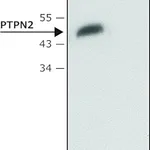 Merck Anti-PTPN2 antibody produced in rabbit