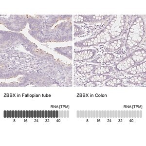 Merck Anti-ZBBX antibody produced in rabbit