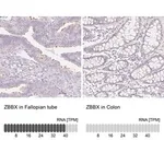 Merck Anti-ZBBX antibody produced in rabbit