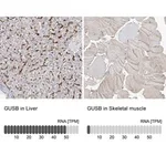 Merck Anti-GUSB antibody produced in rabbit