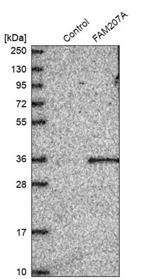 Merck Anti-FAM207A antibody produced in rabbit