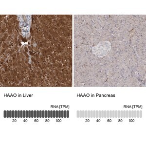 Merck Anti-HAAO antibody produced in rabbit