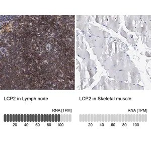 Merck Anti-LCP2 antibody produced in rabbit
