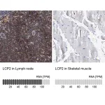 Merck Anti-LCP2 antibody produced in rabbit