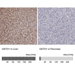 Merck Anti-GSTO1 antibody produced in rabbit