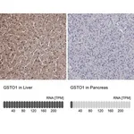 Merck Anti-GSTO1 antibody produced in rabbit