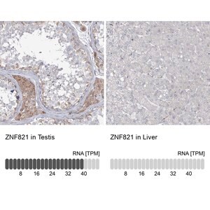 Merck Anti-ZNF821 antibody produced in rabbit