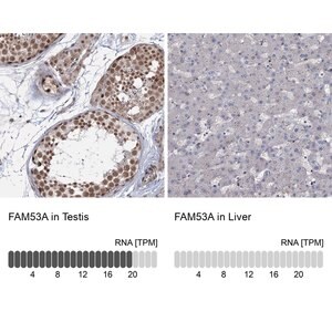 Merck Anti-FAM53A antibody produced in rabbit