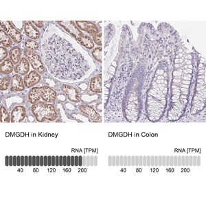 Merck Anti-DMGDH antibody produced in rabbit